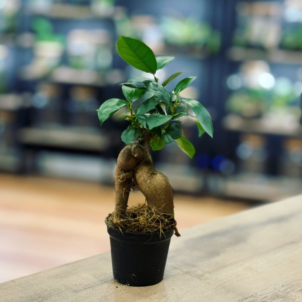 Ficus microcarpa 'Ginseng' | Ficus Bonsai | Chinesische Feige