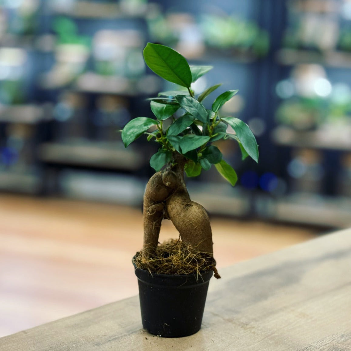 Ficus microcarpa 'Ginseng' | Ficus Bonsai | Chinesische Feige