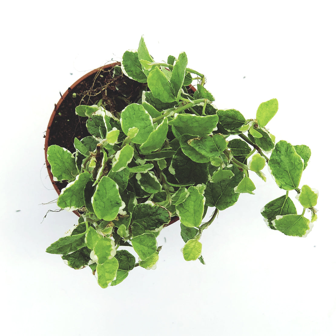 Ficus pumila ‘Sunny‘ | Kletterfeige | Kriechfeige