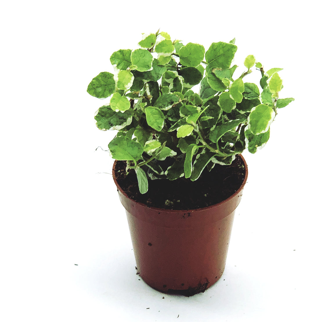 Ficus pumila ‘Sunny‘ | Kletterfeige | Kriechfeige