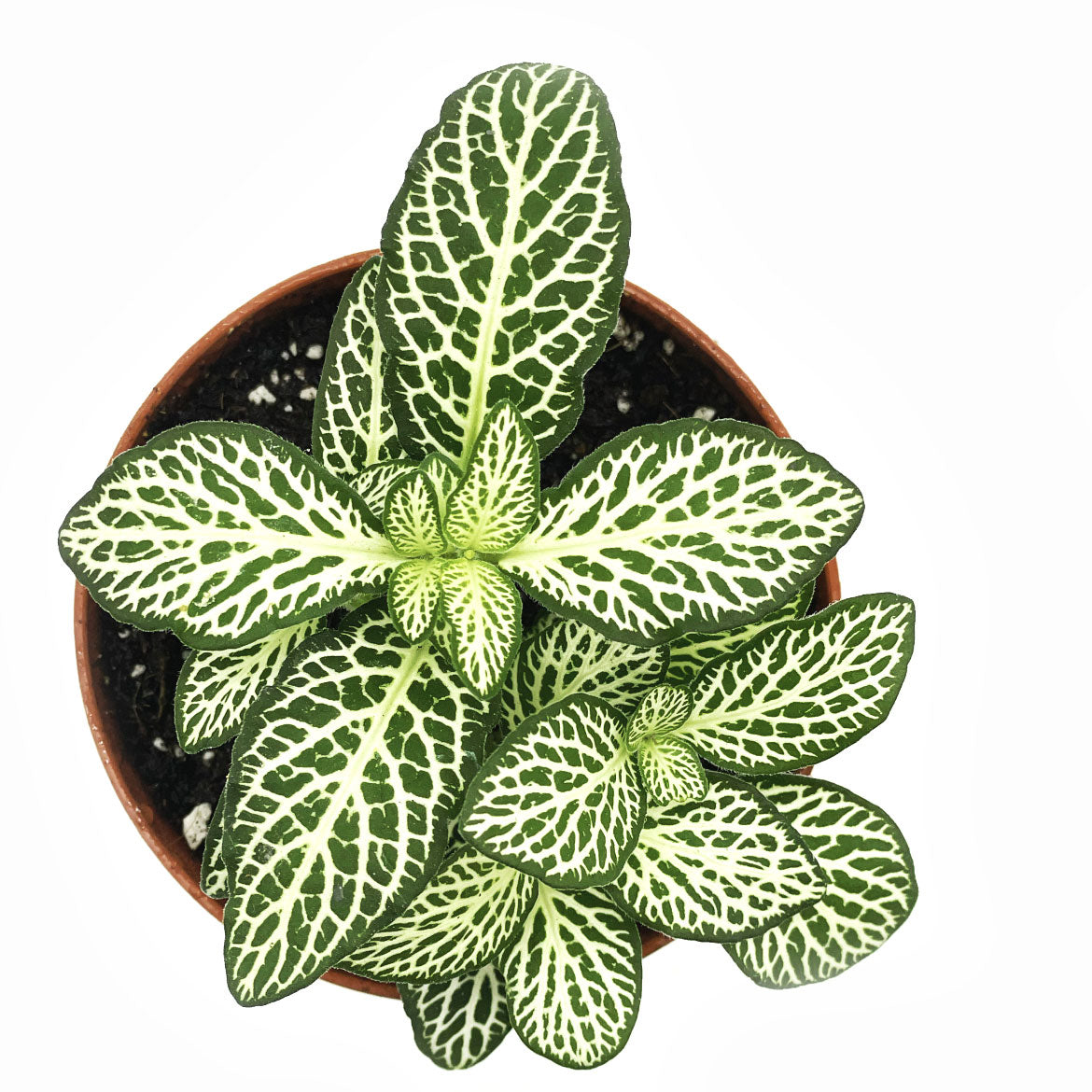 Fittonia albivenis 'Bianco Verde' | ehem. verschaffeltii | Mosaikpflanze