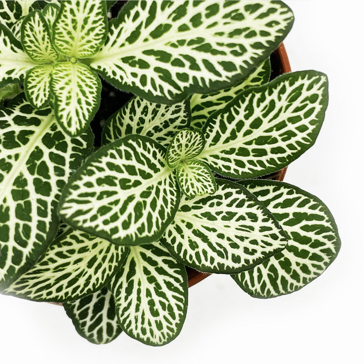 Fittonia albivenis 'Bianco Verde' | ehem. verschaffeltii | Mosaikpflanze