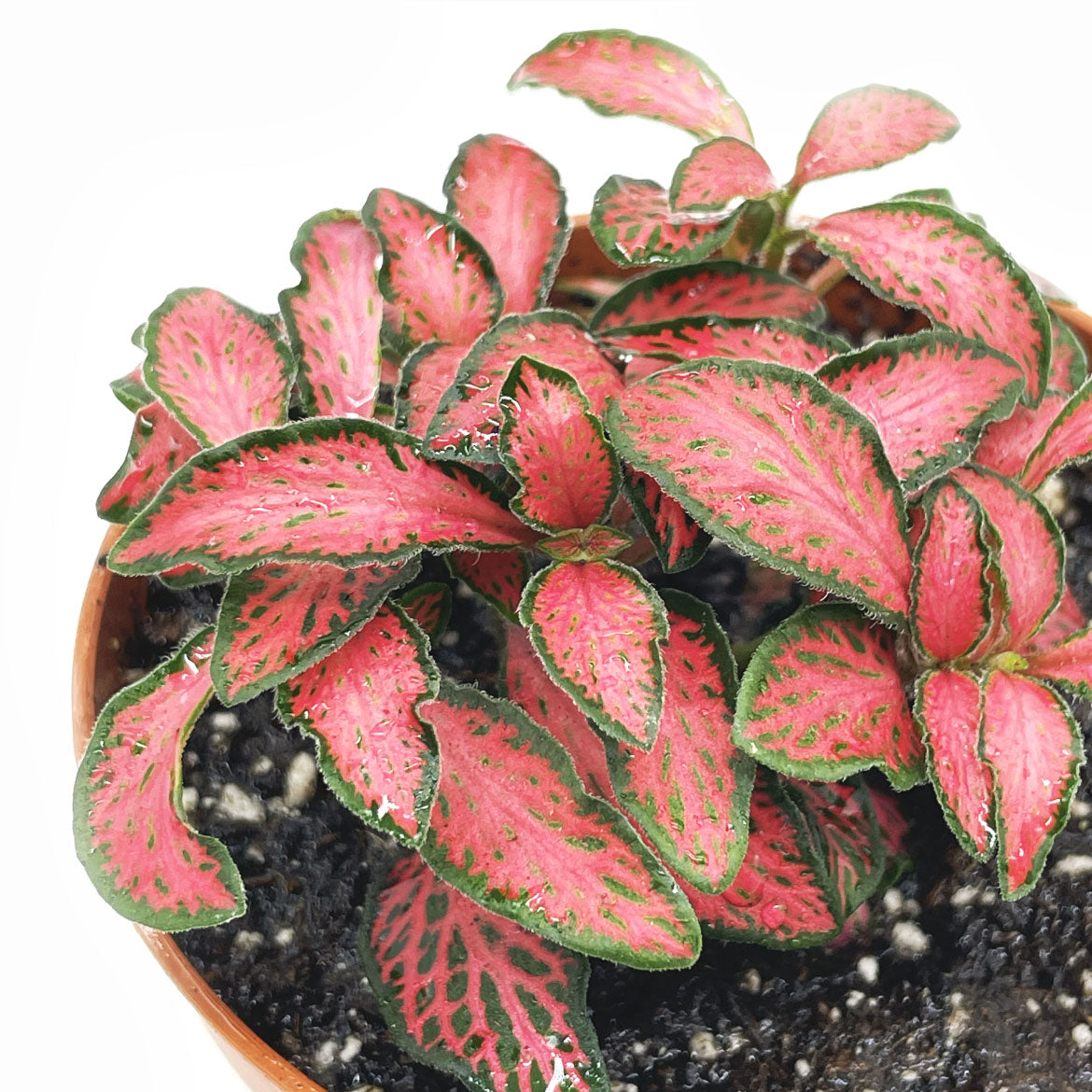 Fittonia albivenis 'Forest Flame' | ehem. verschaffeltii | Mosaikpflanze