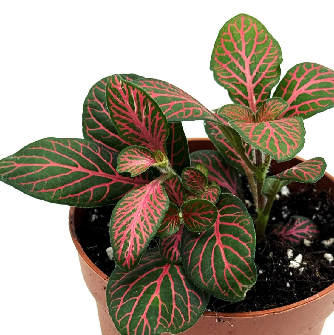 Fittonia albivenis 'Joly Josan' | ehem. verschaffeltii | Mosaikpflanze