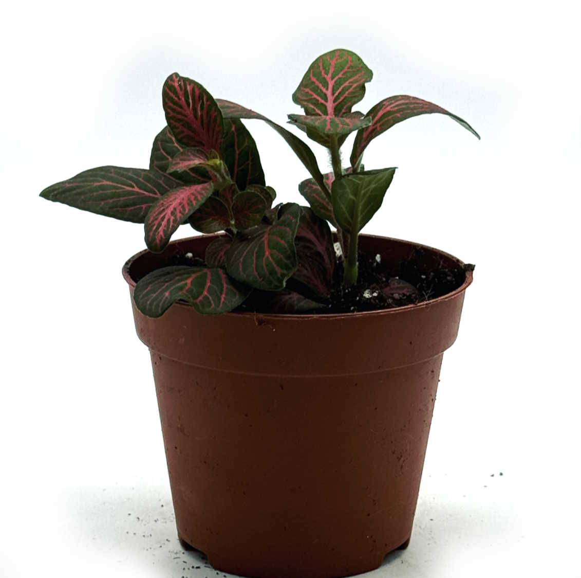 Fittonia albivenis 'Joly Josan' | ehem. verschaffeltii | Mosaikpflanze