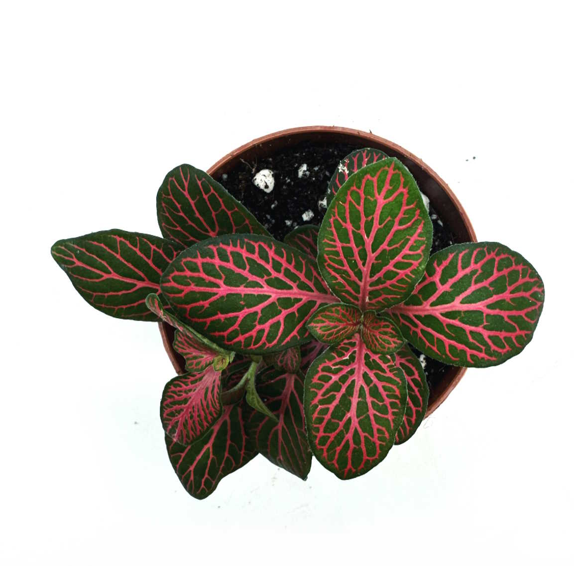 Fittonia albivenis 'Joly Josan' | ehem. verschaffeltii | Mosaikpflanze
