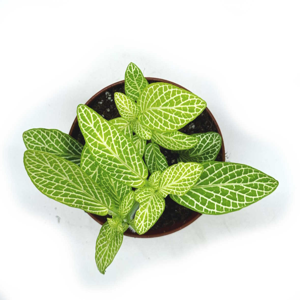 Fittonia albivenis 'Mini Lemon' | ehem. verschaffeltii | Mosaikpflanze