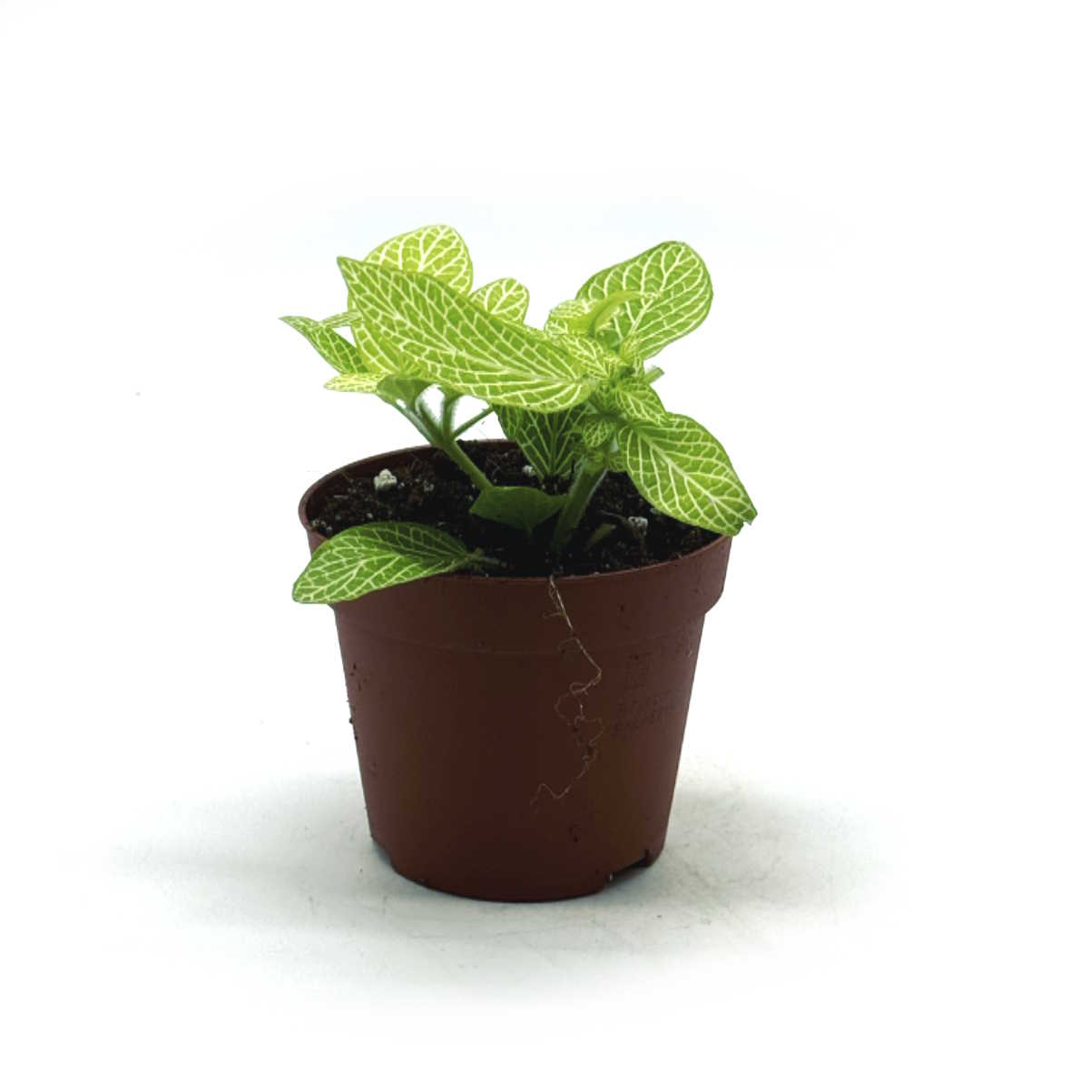 Fittonia albivenis 'Mini Lemon' | ehem. verschaffeltii | Mosaikpflanze