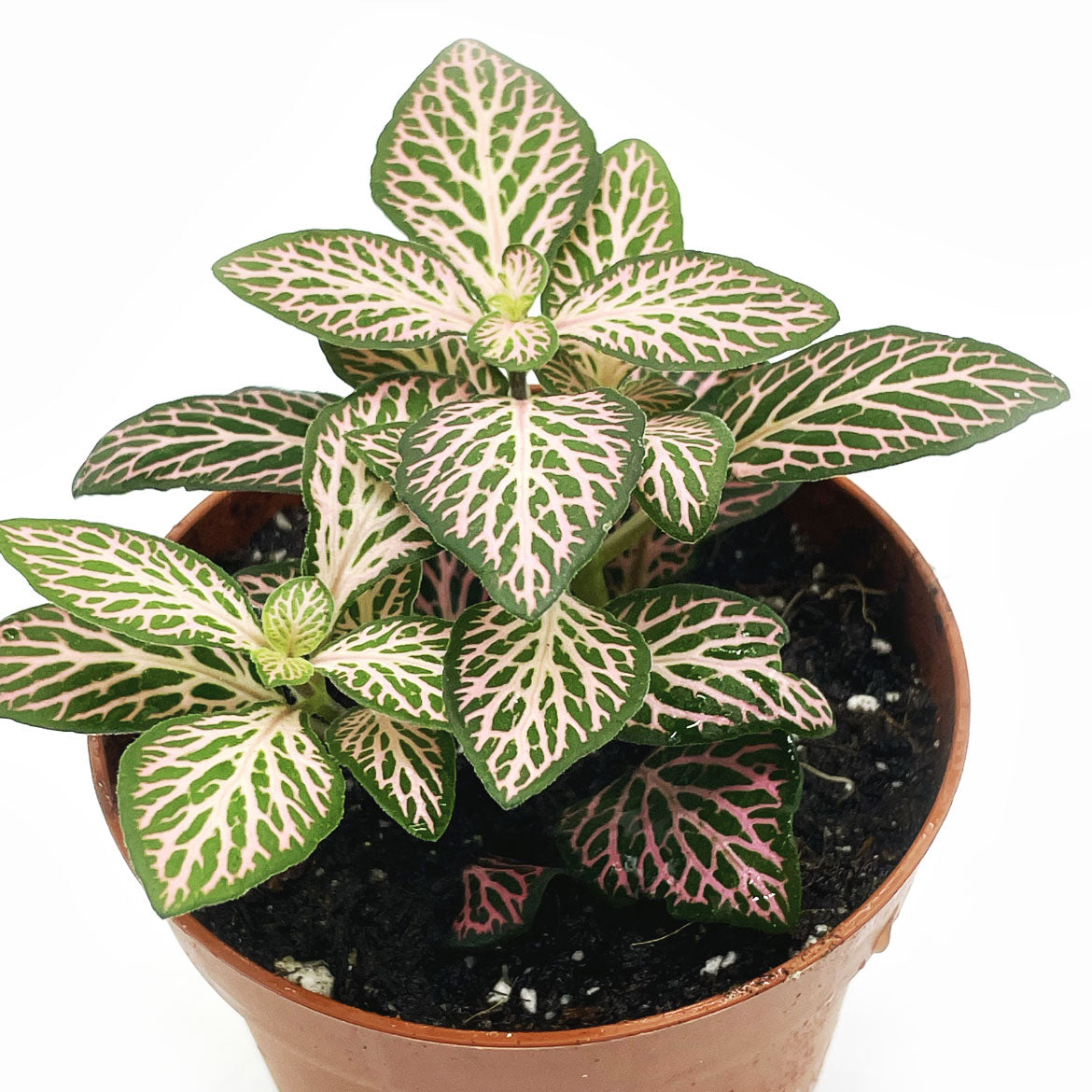 Fittonia albivenis 'Mosaic Mistral' | ehem. verschaffeltii | Mosaikpflanze