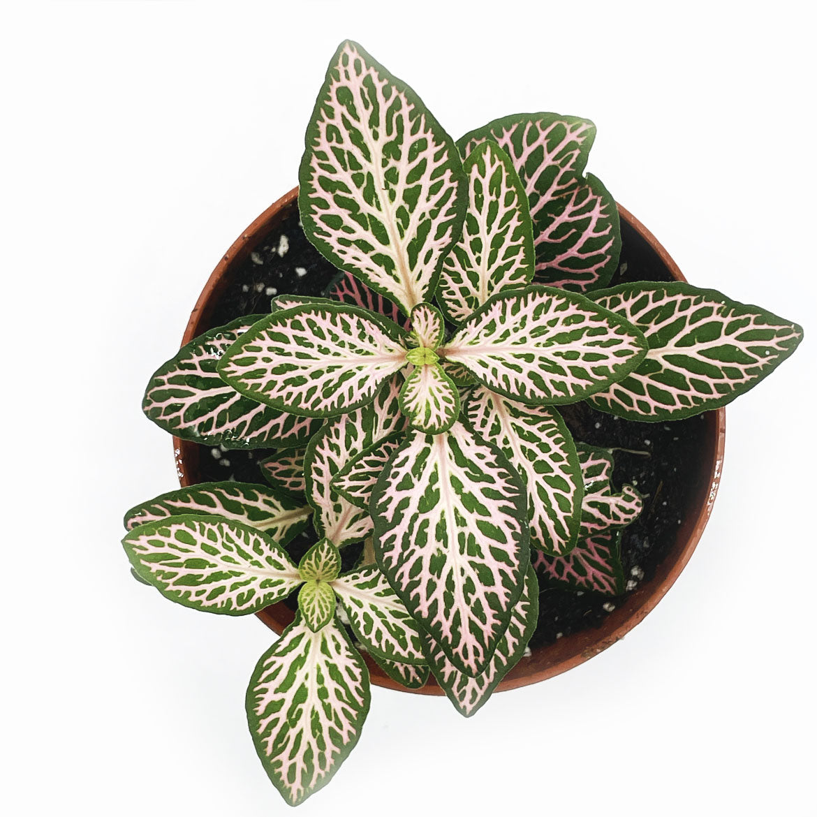 Fittonia albivenis 'Mosaic Mistral' | ehem. verschaffeltii | Mosaikpflanze