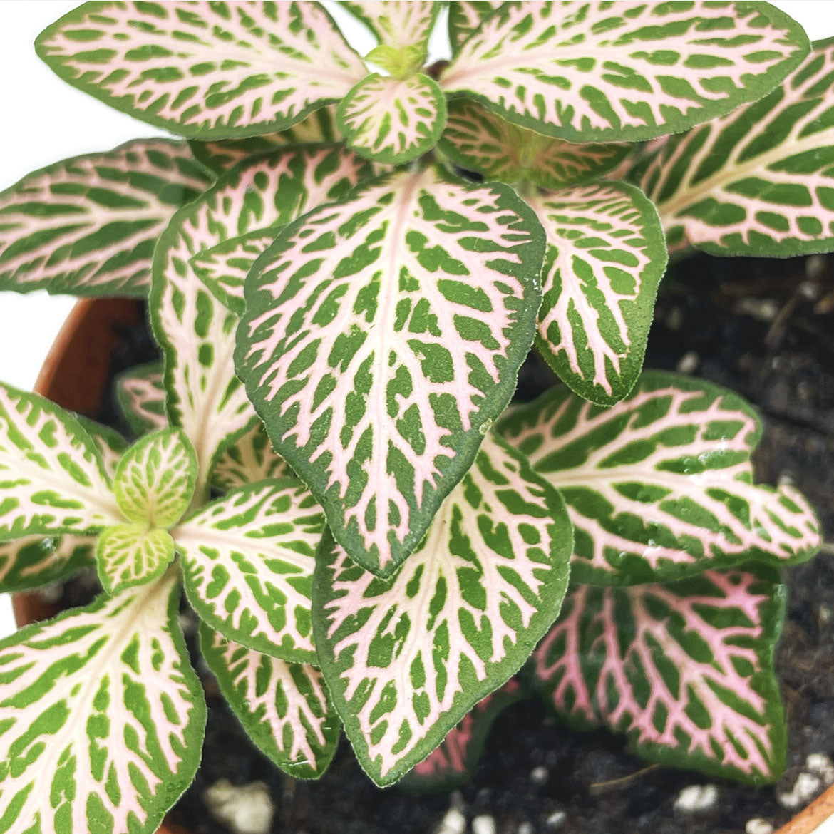 Fittonia albivenis 'Mosaic Mistral' | ehem. verschaffeltii | Mosaikpflanze