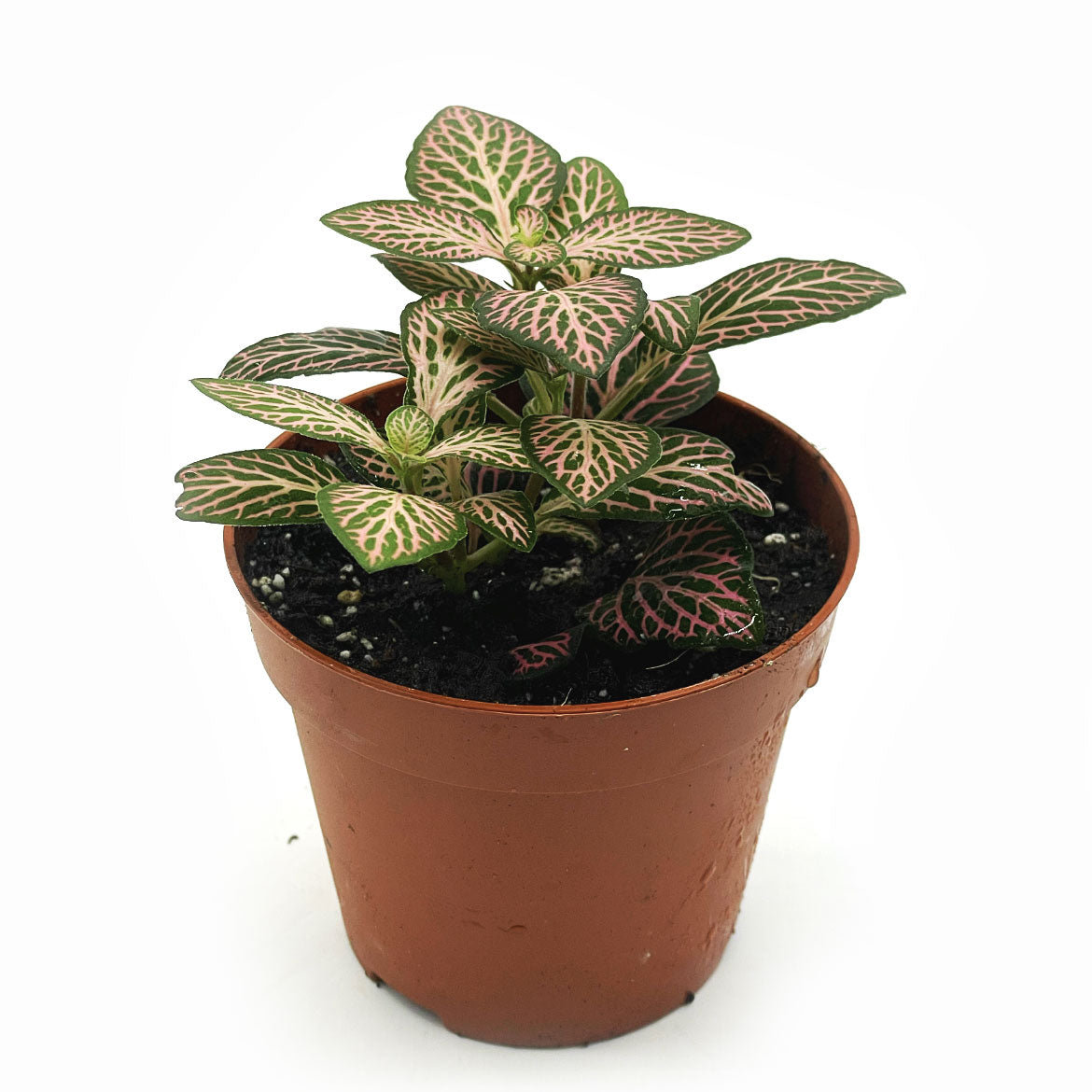 Fittonia albivenis 'Mosaic Mistral' | ehem. verschaffeltii | Mosaikpflanze