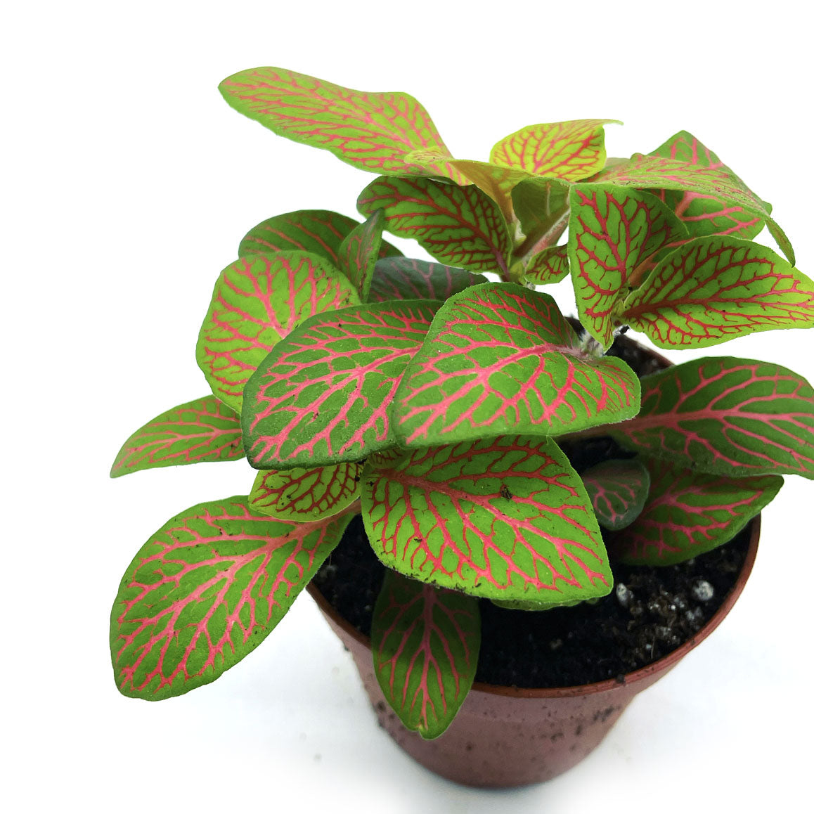 Fittonia albivenis 'Mosaic Skeleton' | ehem. verschaffeltii | Mosaikpflanze