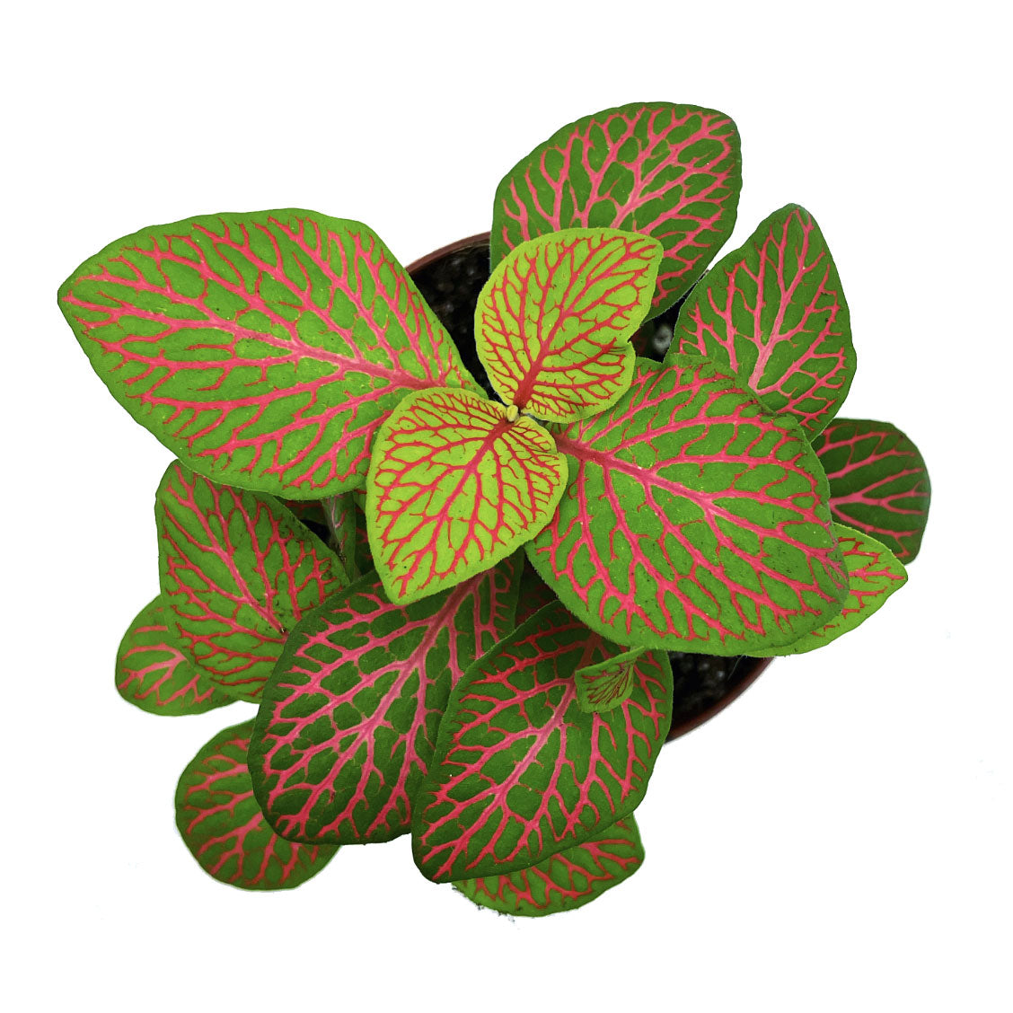 Fittonia albivenis 'Mosaic Skeleton' | ehem. verschaffeltii | Mosaikpflanze
