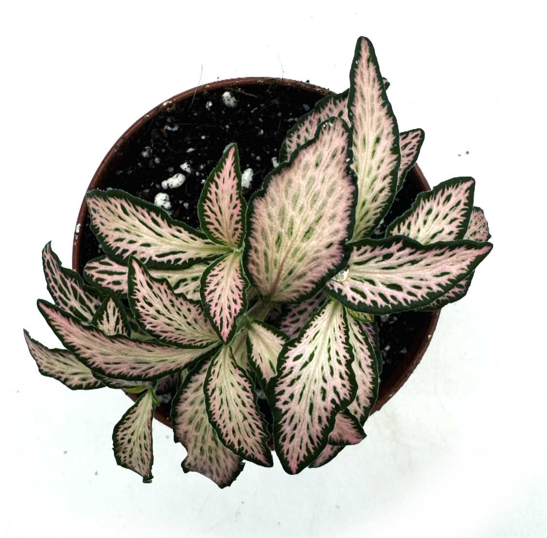 Fittonia albivenis 'Zalm Forest Flame' | ehem. verschaffeltii | Mosaikpflanze