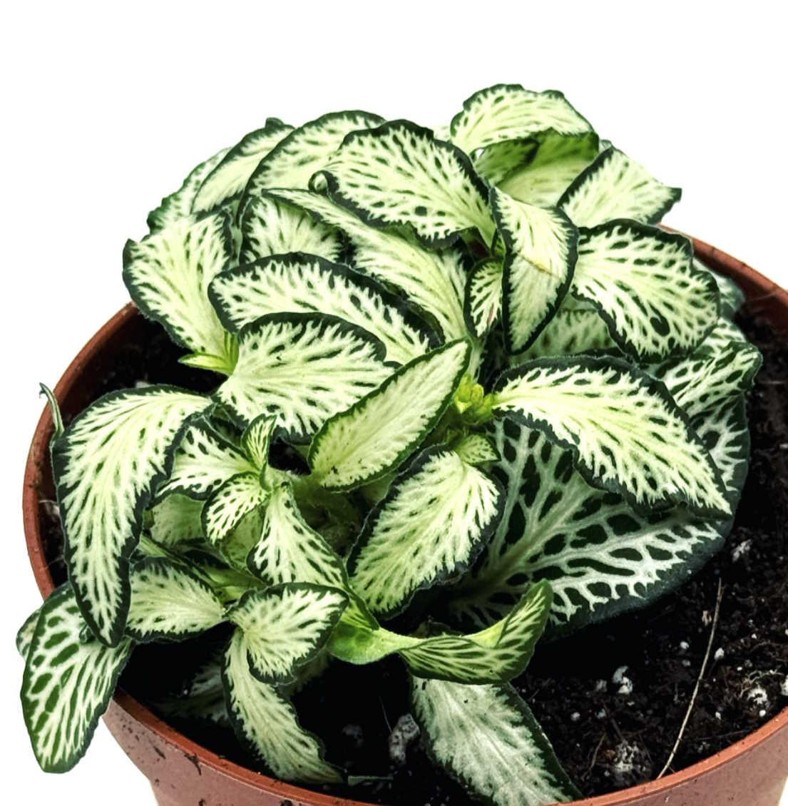Fittonia albivenis 'White Forest Flame' | ehem. verschaffeltii | Mosaikpflanze