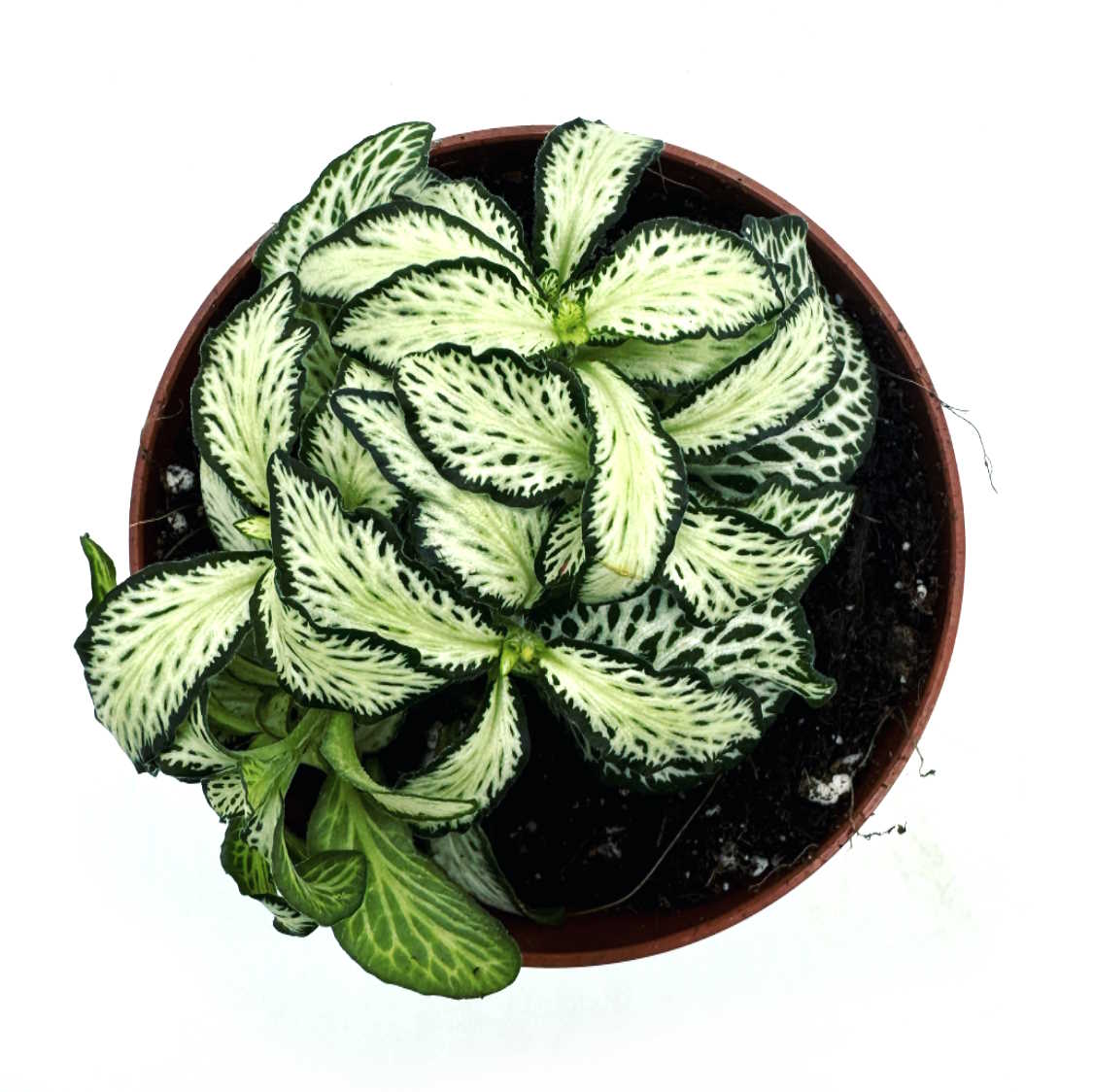 Fittonia albivenis 'White Forest Flame' | ehem. verschaffeltii | Mosaikpflanze