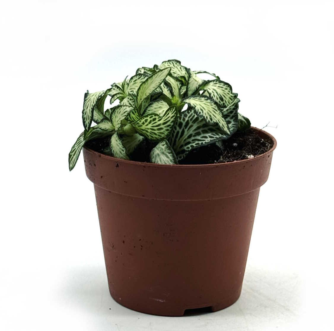 Fittonia albivenis 'White Forest Flame' | ehem. verschaffeltii | Mosaikpflanze