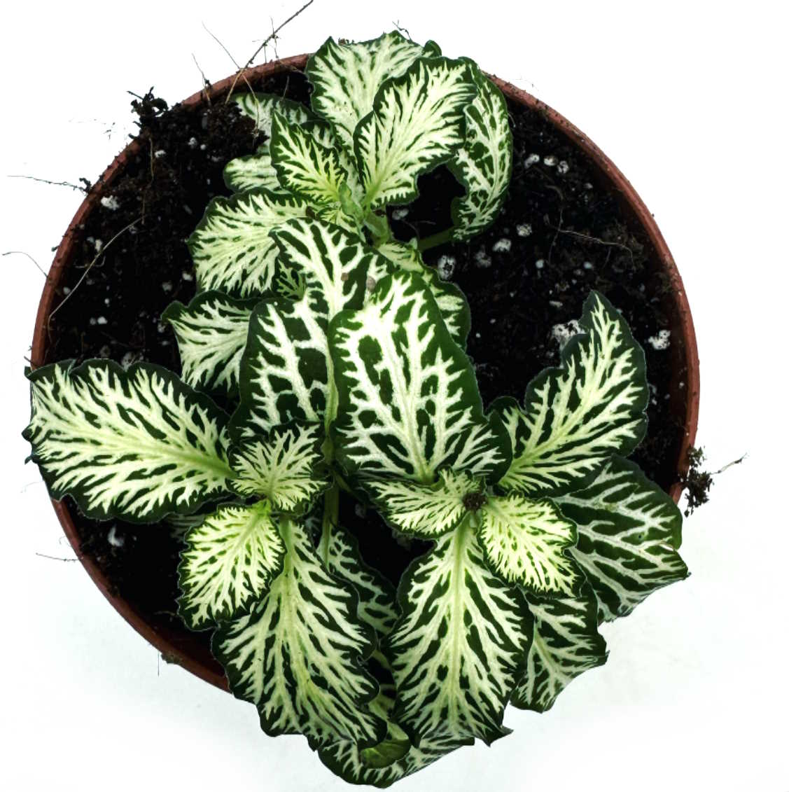 Fittonia albivenis 'White Tiger' | ehem. verschaffeltii | Mosaikpflanze