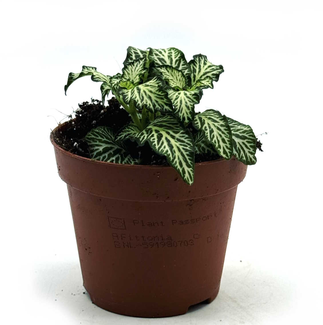 Fittonia albivenis 'White Tiger' | ehem. verschaffeltii | Mosaikpflanze
