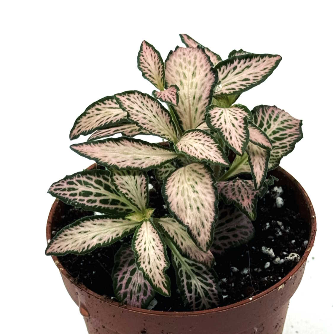 Fittonia albivenis 'Zalm Forest Flame' | ehem. verschaffeltii | Mosaik   pflanzen-im-glas.de