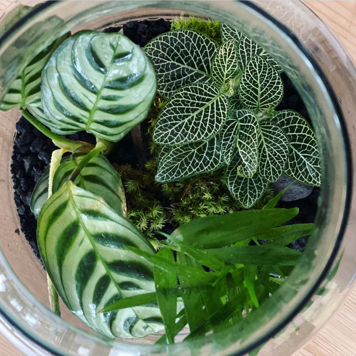 Flaschengarten ‚Basic - Ctenanthe‘ DIY-Set