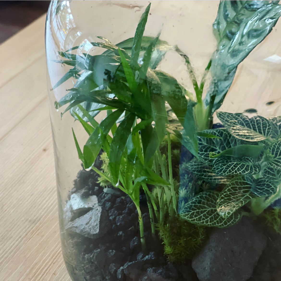 Flaschengarten ‚Basic - Ctenanthe‘ DIY-Set