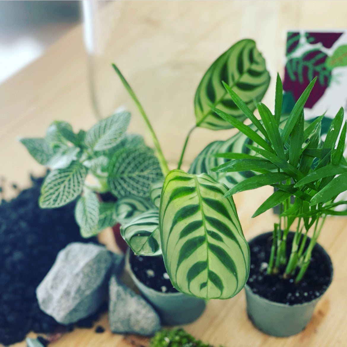 Flaschengarten ‚Basic - Ctenanthe‘ DIY-Set