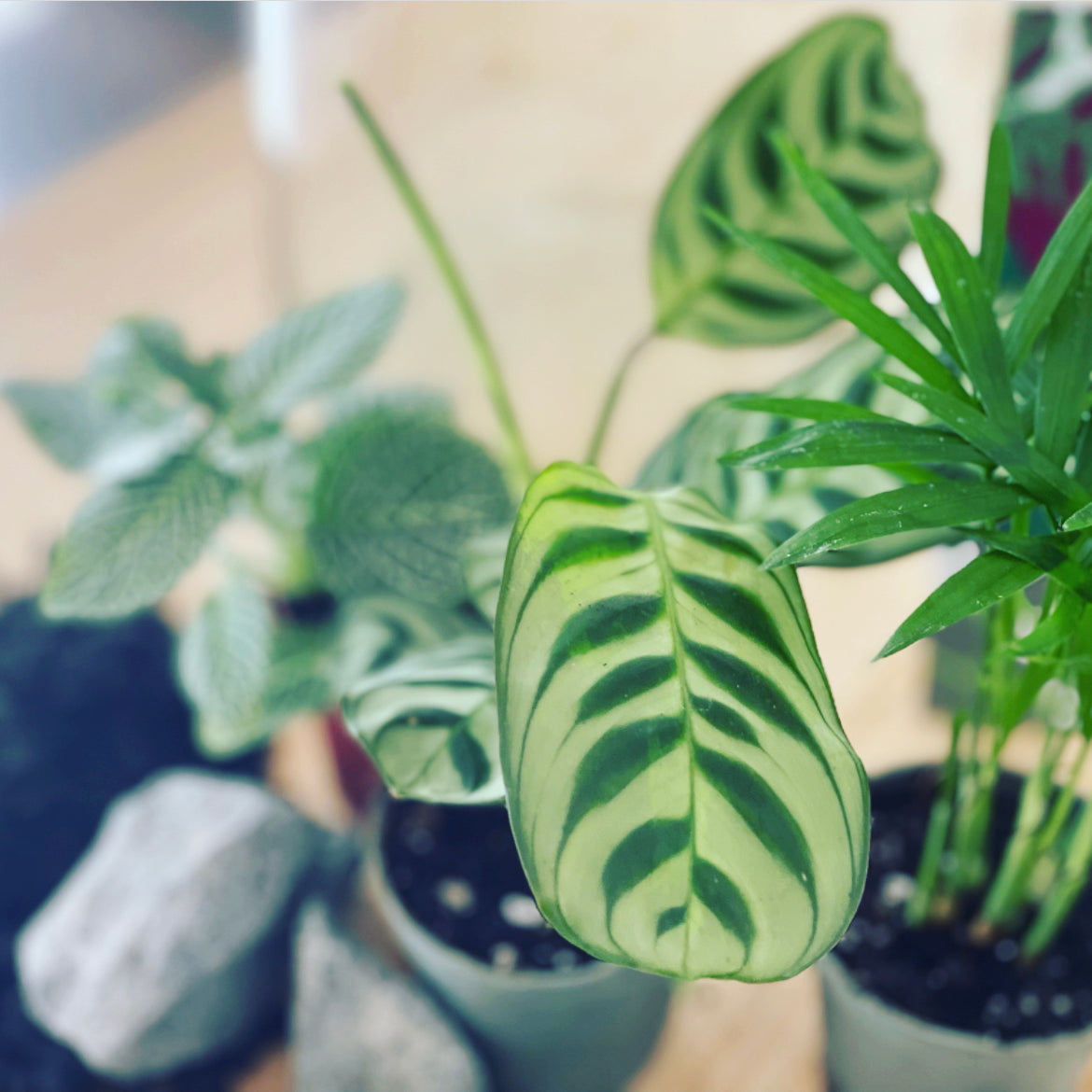 Flaschengarten ‚Basic - Ctenanthe‘ DIY-Set