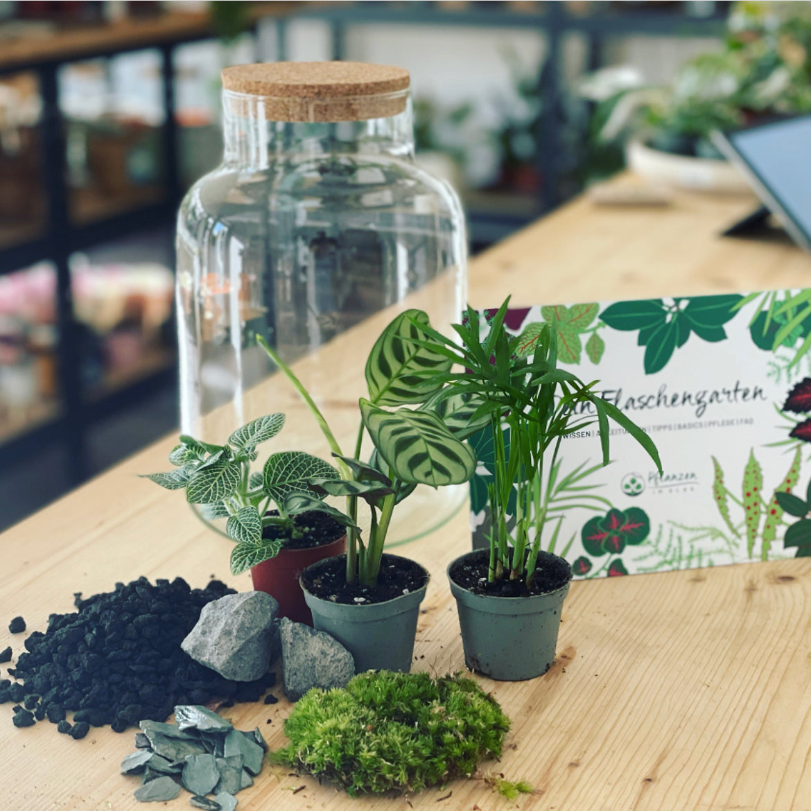 Flaschengarten ‚Basic - Ctenanthe‘ DIY-Set