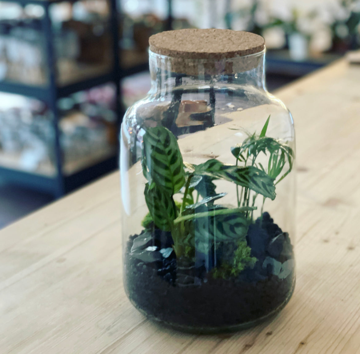 Flaschengarten ‚Basic - Ctenanthe‘ DIY-Set