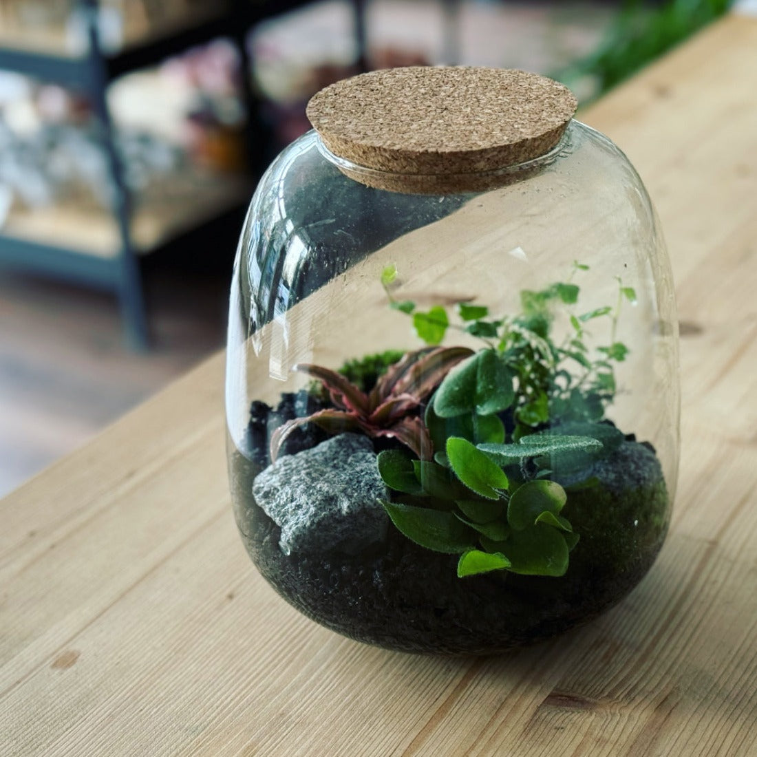 Flaschengarten DIY Set No22 Hemionitis arifolia x Ficus pumila 'Sunny' x Cryptanthus bivittatus