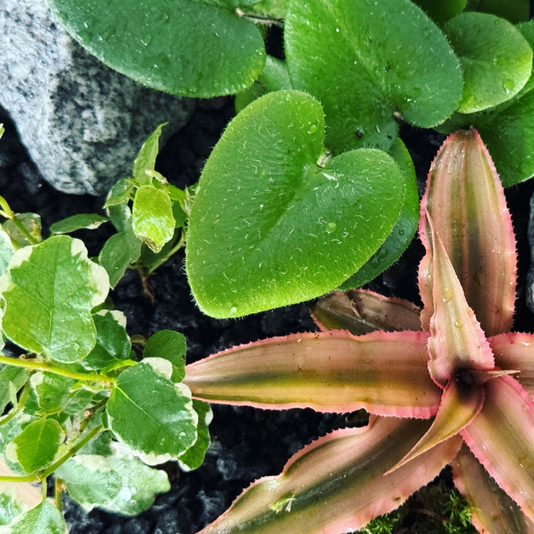 Flaschengarten DIY Set No22 Hemionitis arifolia x Ficus pumila 'Sunny' x  Cryptanthus bivittatus