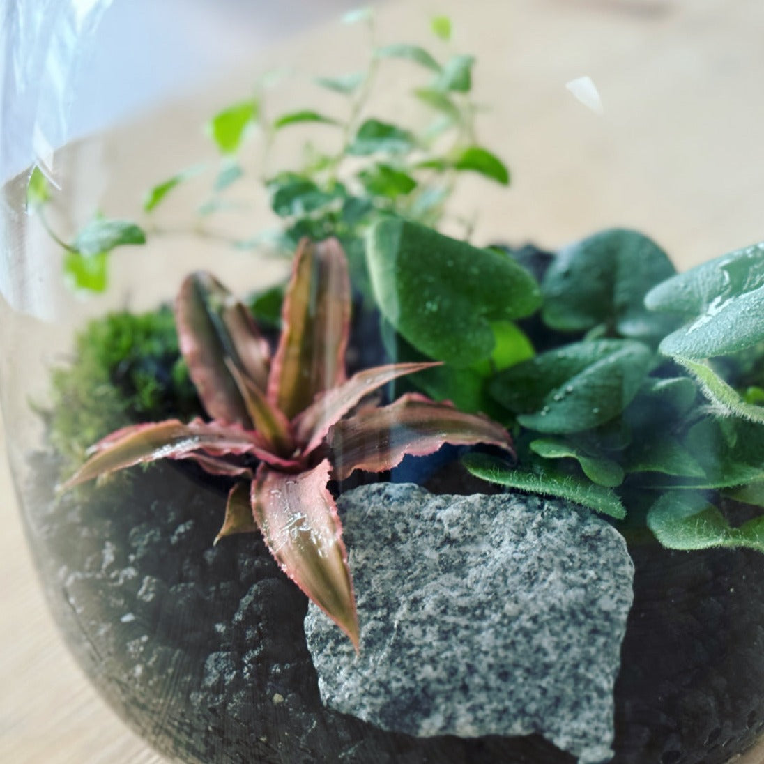 Flaschengarten DIY Set No22 Hemionitis arifolia x Ficus pumila 'Sunny' x Cryptanthus bivittatus