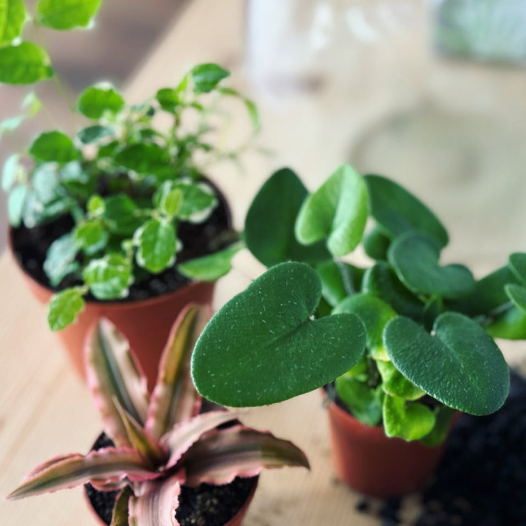 Flaschengarten DIY Set No22 Hemionitis arifolia x Ficus pumila 'Sunny' x Cryptanthus bivittatus