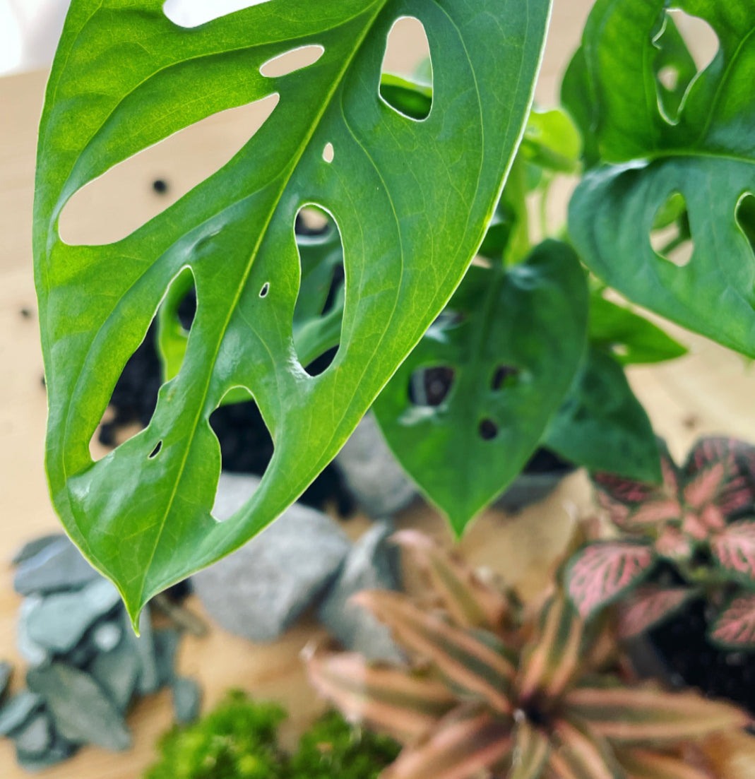 Flaschengarten ‚Monstera‘ DIY-Set