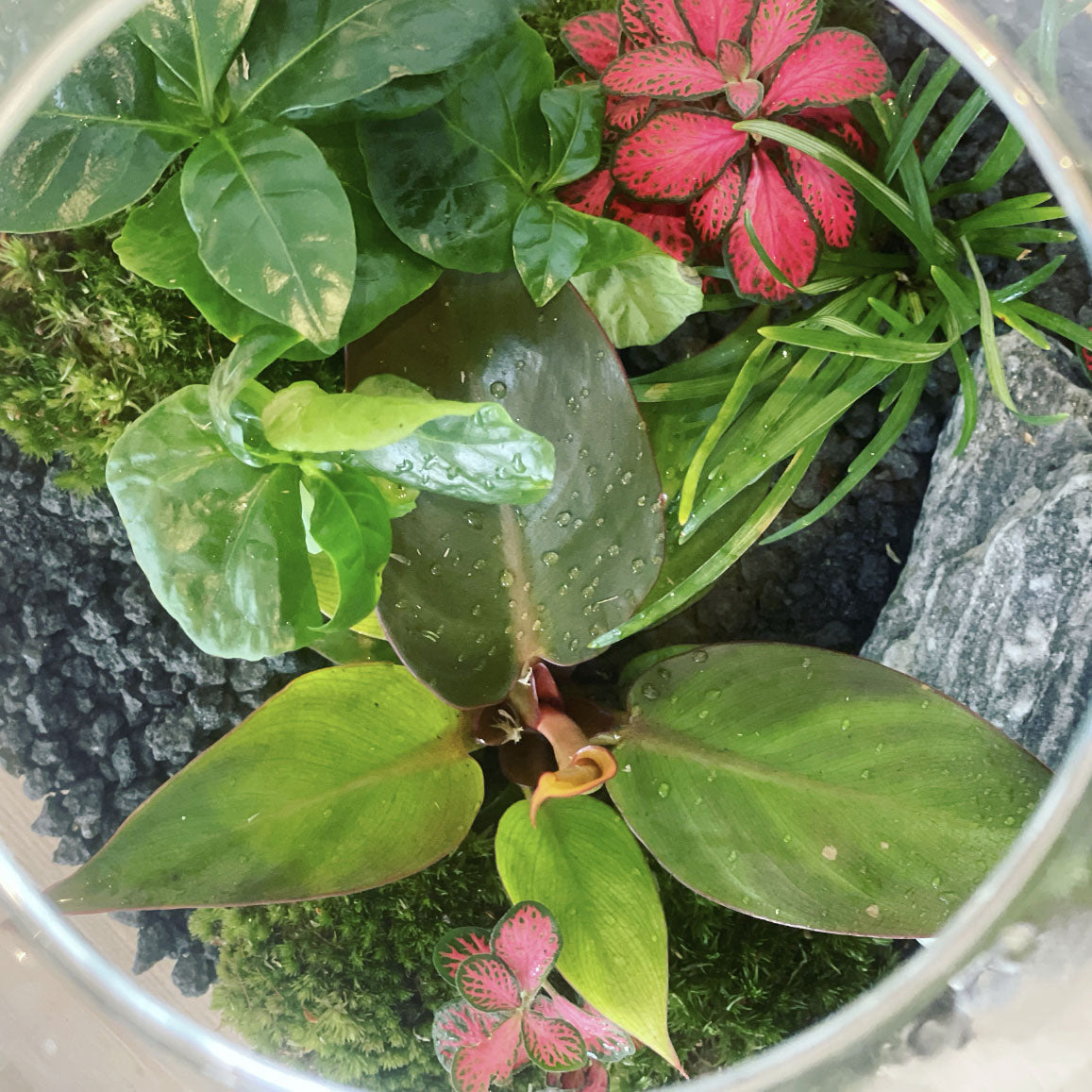 Flaschengarten ‚Großer Urwald - Prince of Orange‘ - DIY-Set