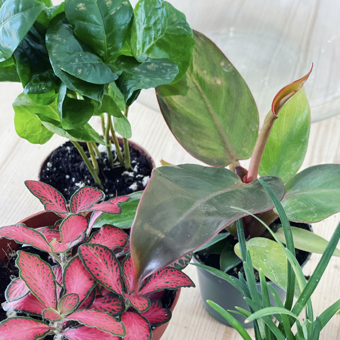 Flaschengarten ‚Großer Urwald - Prince of Orange‘ - DIY-Set