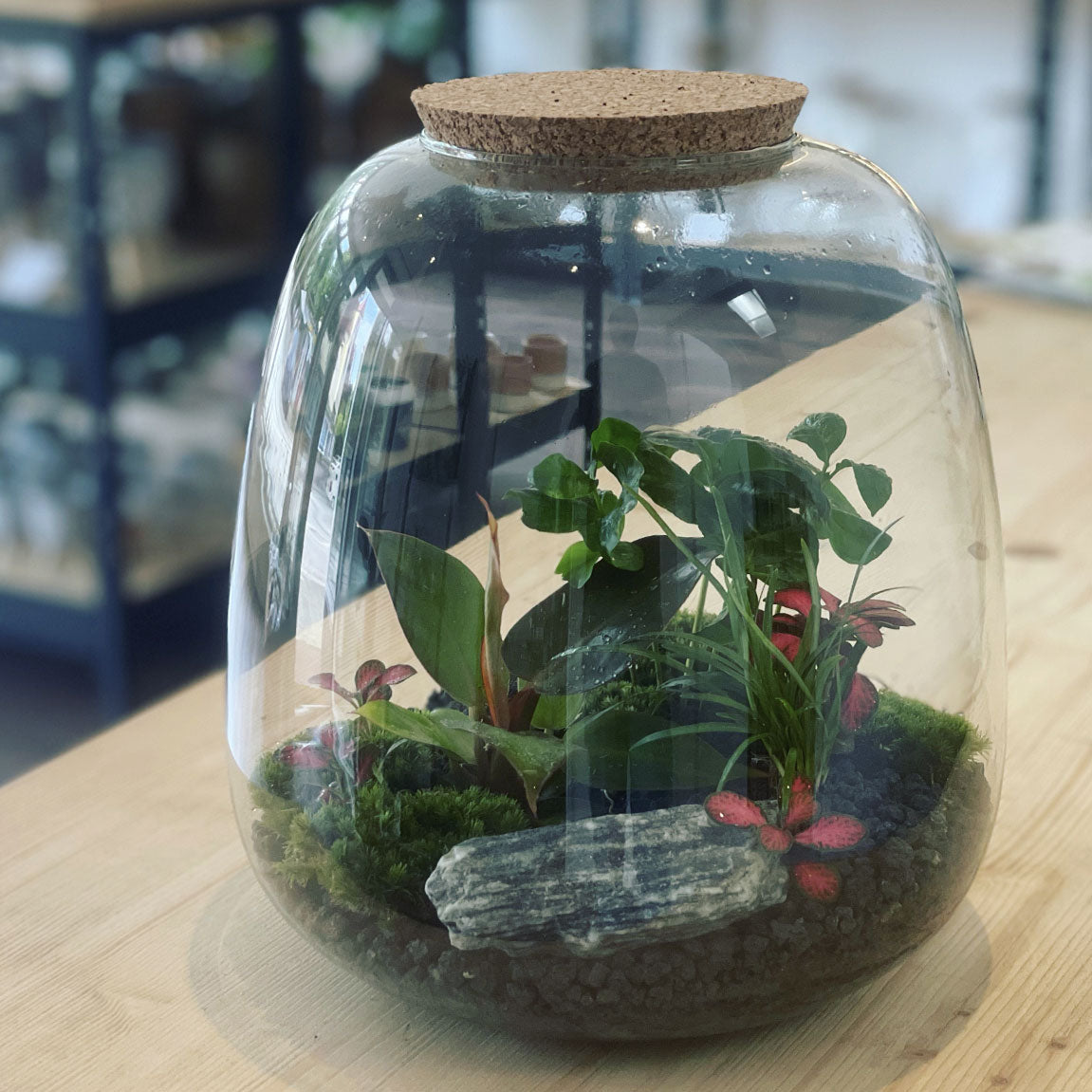 Flaschengarten ‚Großer Urwald - Prince of Orange‘ - DIY-Set