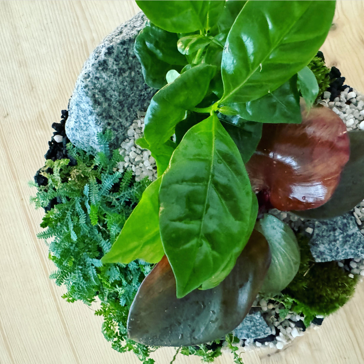 Flaschengarten ‚Großer Urwald - Red Heart‘ - DIY-Set