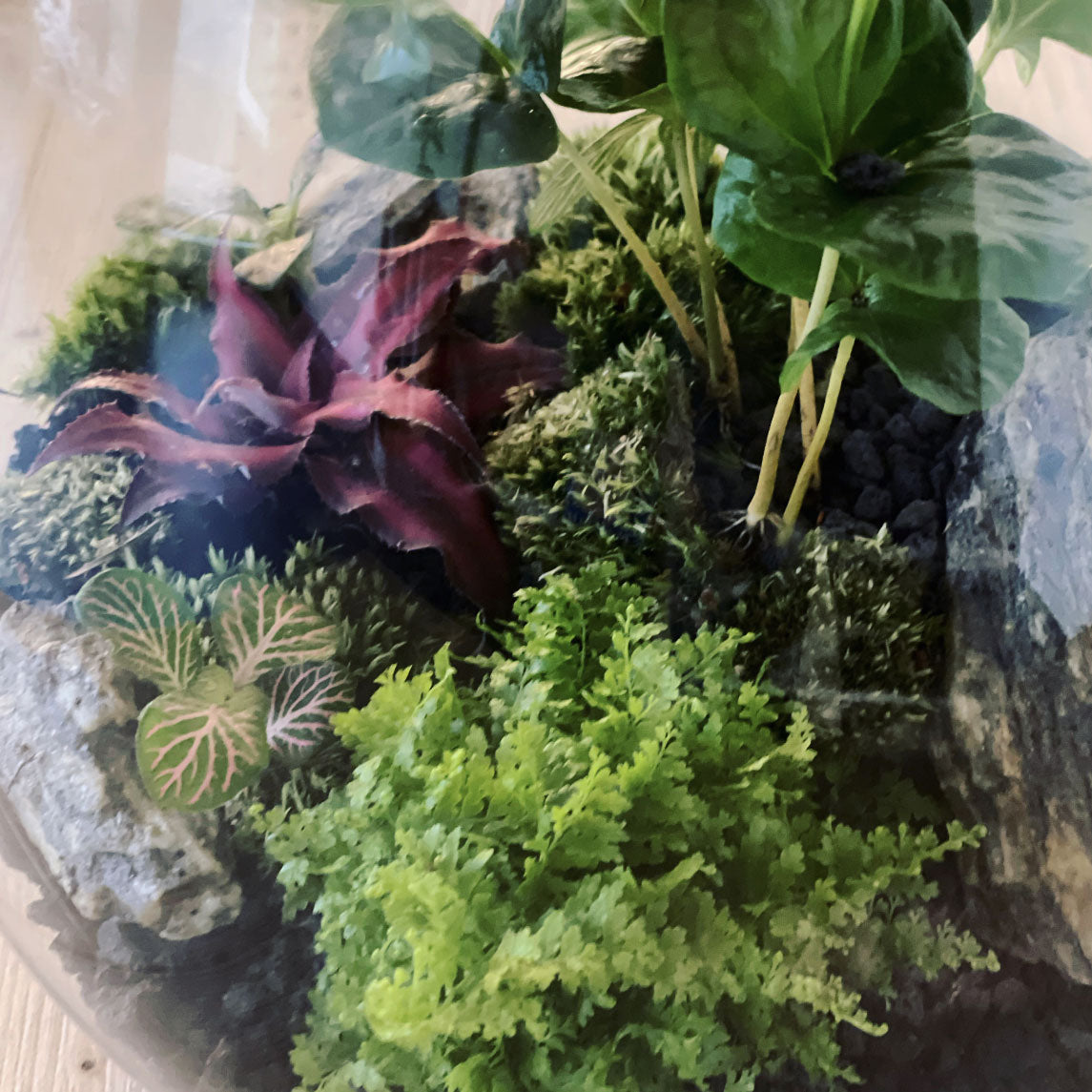 Flaschengarten DIY Set No34 - Coffea arabica x Fittonia 'Mosaic Mistral' x Cryptanthus bivittatus x Nephrolepis exaltata