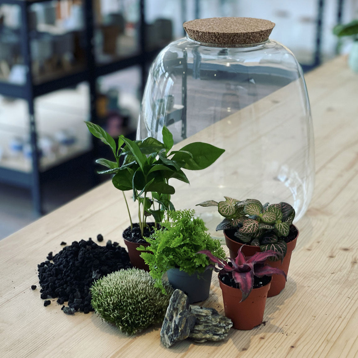 Flaschengarten DIY Set No34 - Coffea arabica x Fittonia 'Mosaic Mistral' x Cryptanthus bivittatus x Nephrolepis exaltata
