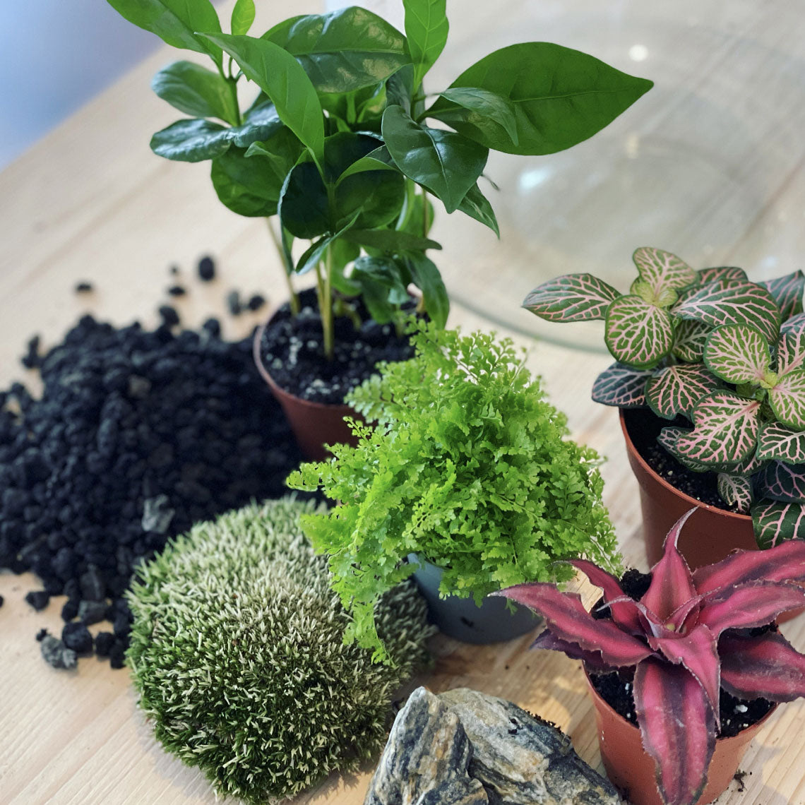 Flaschengarten DIY Set No34 - Coffea arabica x Fittonia 'Mosaic Mistral' x Cryptanthus bivittatus x Nephrolepis exaltata