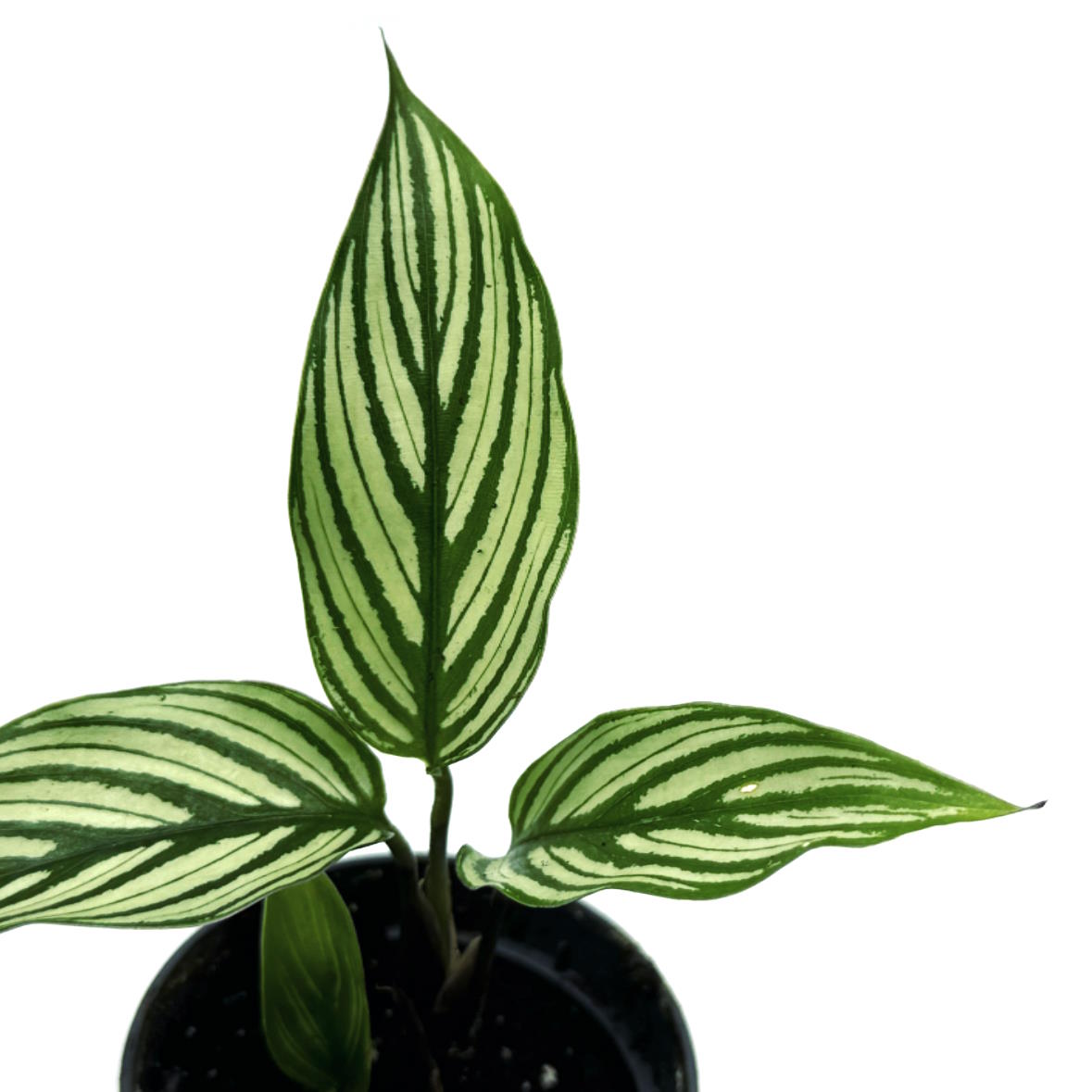 Goeppertia elliptica 'Vittata' | Korbmarante, Pfeilwurz
