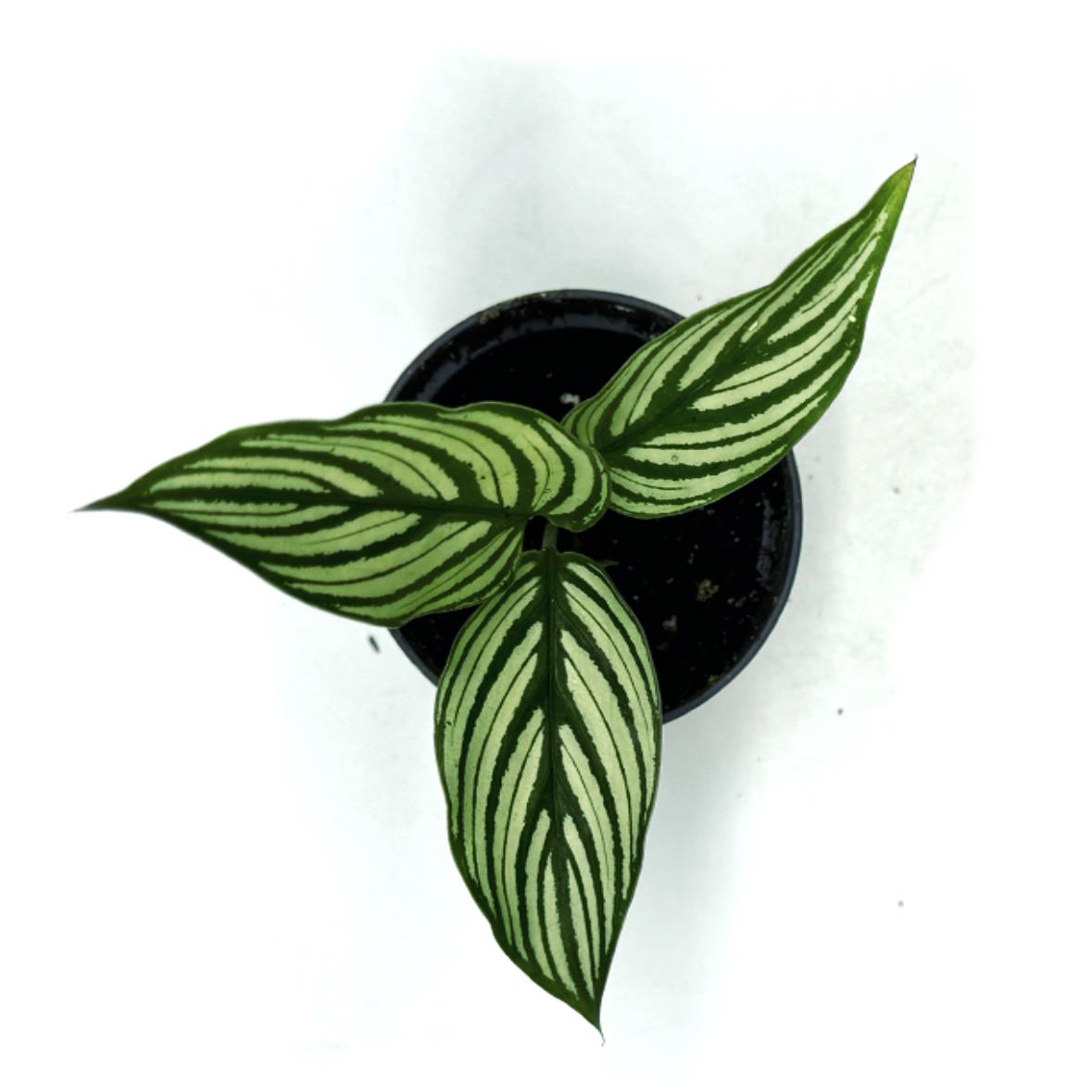 Goeppertia elliptica 'Vittata' | Korbmarante, Pfeilwurz