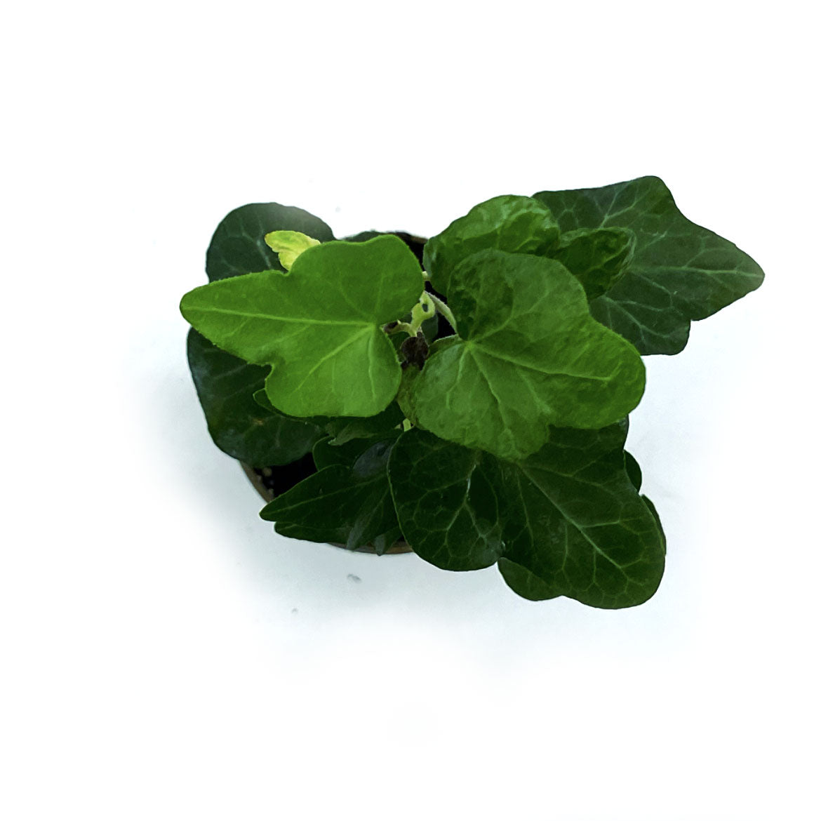 Hedera helix | Efeu
