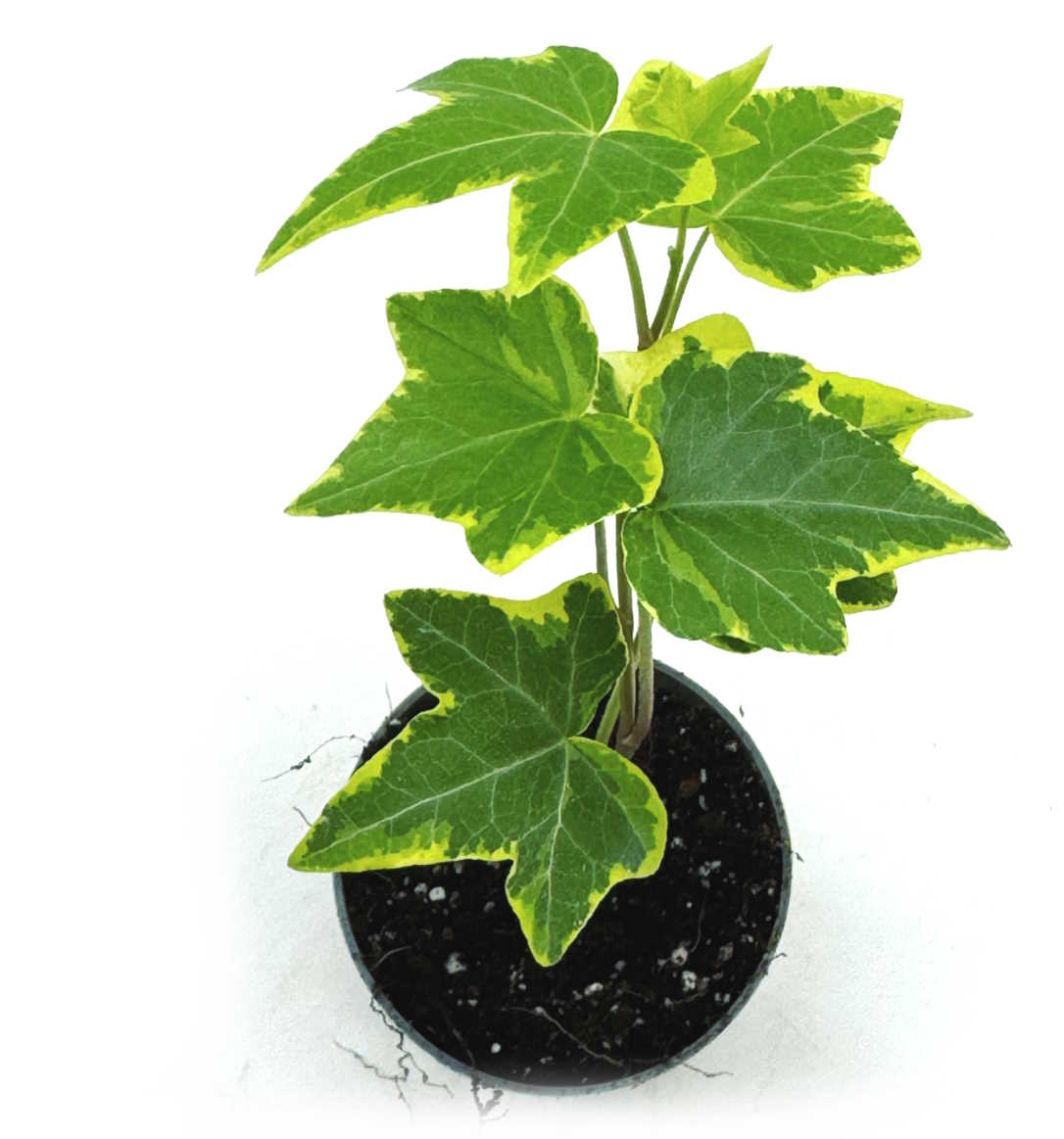 Hedera helix varigata | Efeu