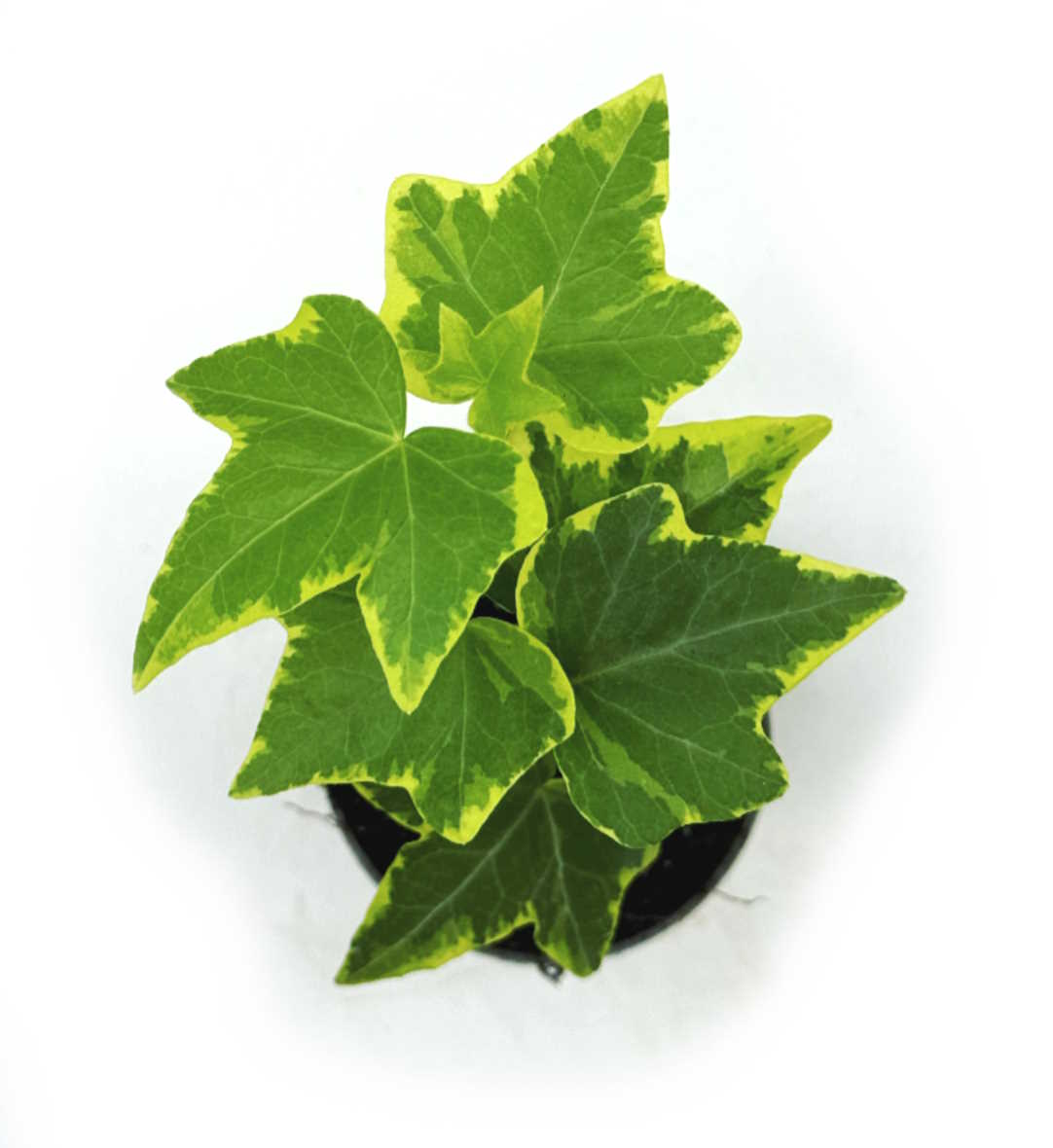 Hedera helix 'Variegata' | Efeu