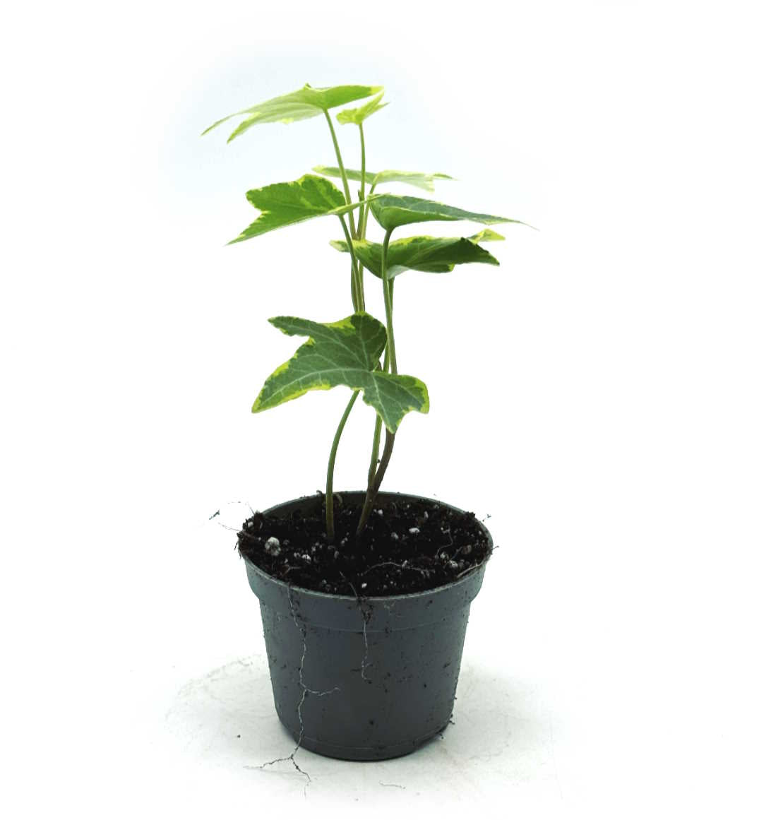 Hedera helix varigata | Efeu