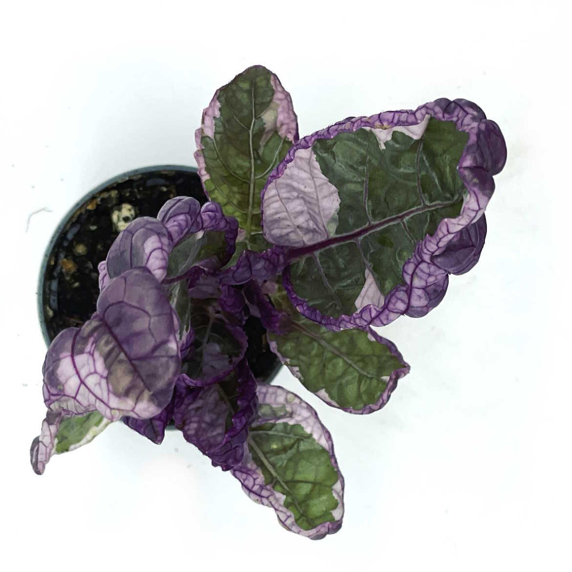 Hemigraphis alternata 'Snow White' | Witwenpflanze, waffle plant